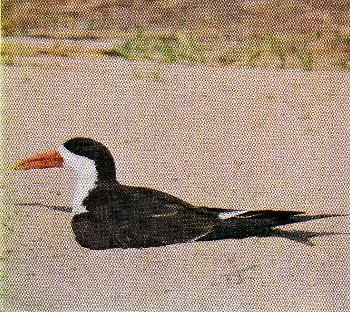 Page9-6, AFRICAN SKIMMER