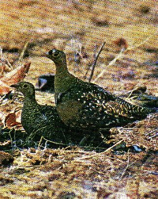 Pg9-7, DOUBLE-BANDED SANDGROUSE