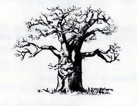 Baobab Tree