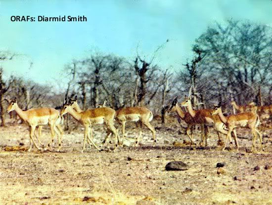 Page 2 - 1, Animals of Rhodesia's Wankie National Park