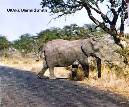 Pg 6-2, Elephant crossing the road