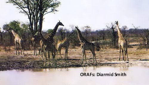 Pg 6-3, Giraffe at a watering hole