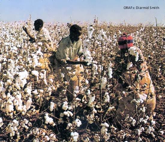 Pg2-1, Cotton picking