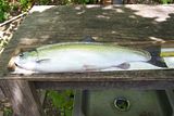 21" Rainbow