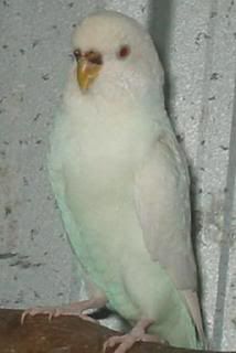 blackie.jpg