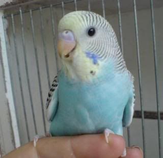 bluey.jpg
