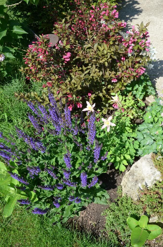  photo DSC_9686_zps16cc5144.jpg