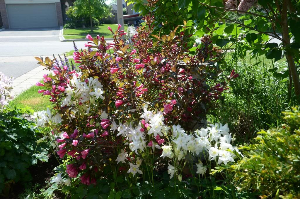  photo DSC_9687_zpsfaf8c3af.jpg