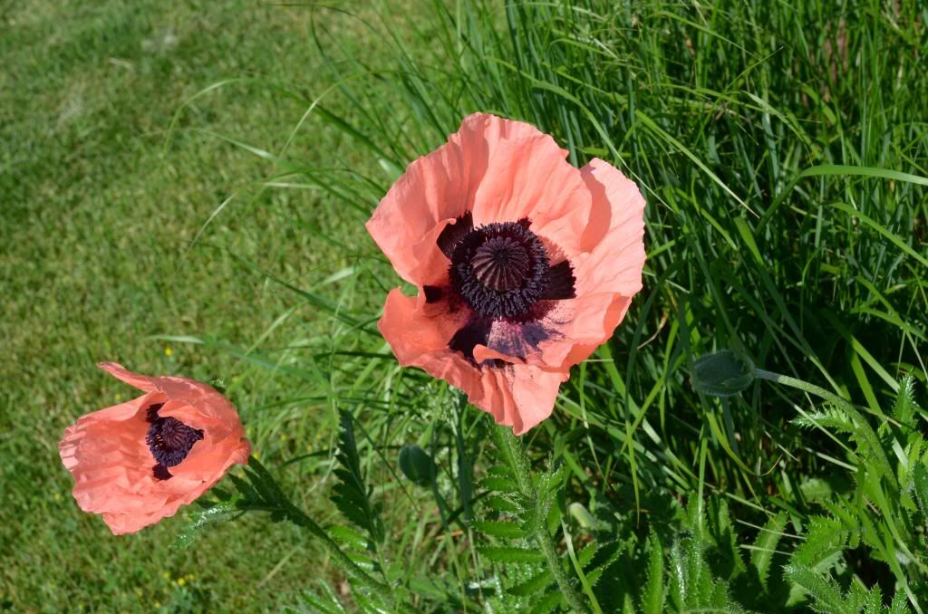  photo DSC_9688_zps96446114.jpg
