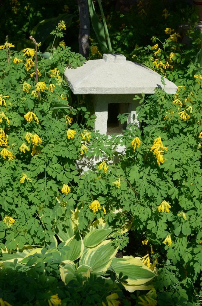  photo DSC_9689_zps3041b462.jpg