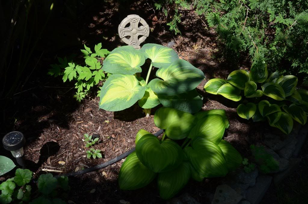  photo DSC_9696_zps9463f651.jpg