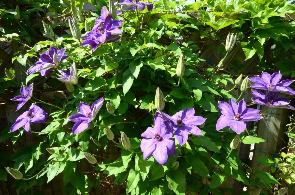  photo DSC_9697_zpsf51665b2.jpg