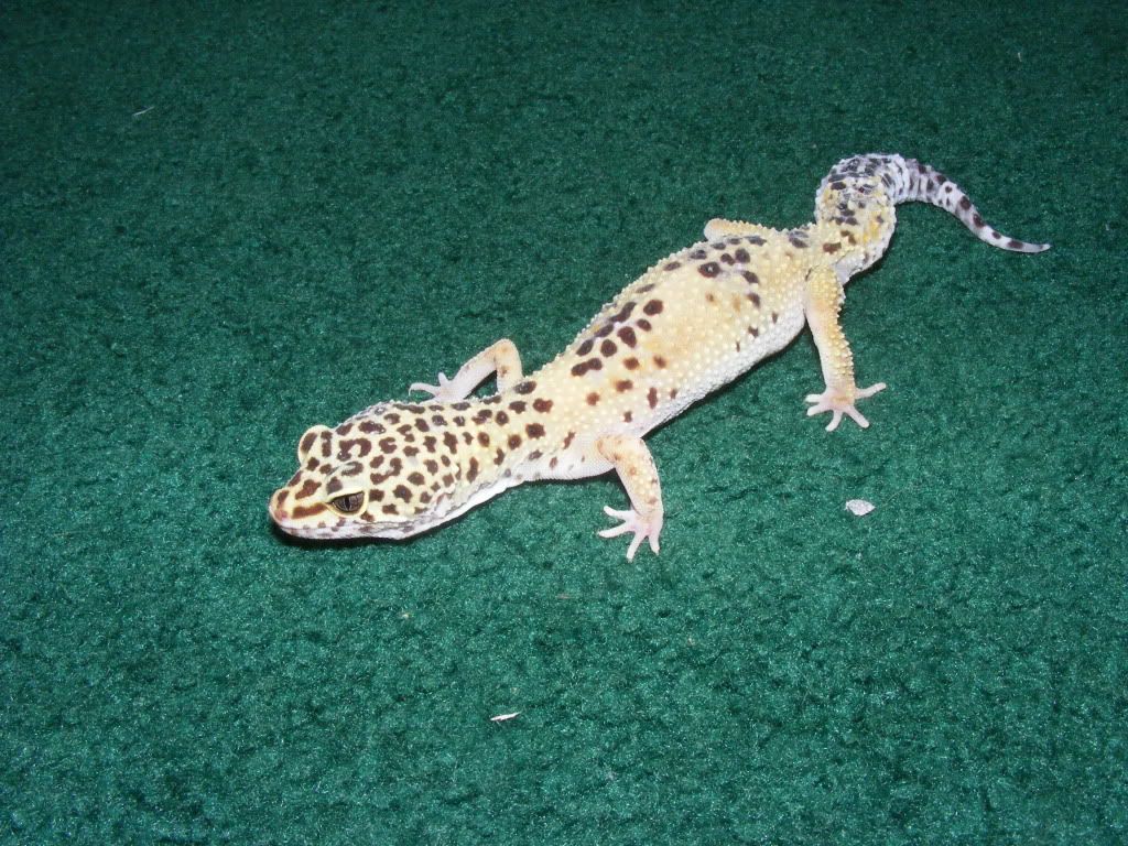 Geckos7-17-08008.jpg