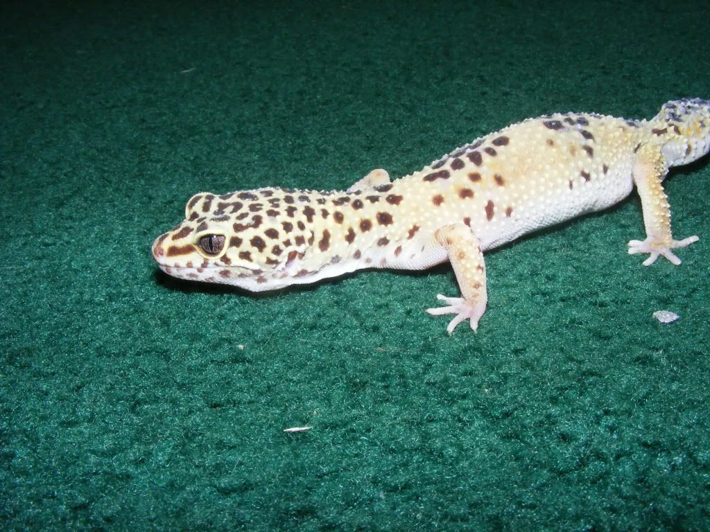 Geckos7-17-08009.jpg