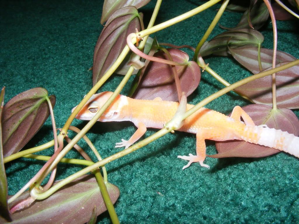 Geckos7-17-08011.jpg