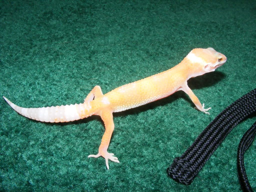 Geckos7-17-08017.jpg