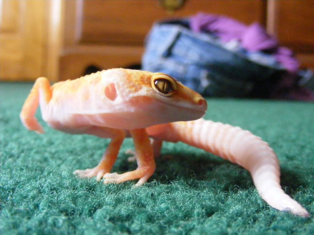 Geckos7-17-08034.jpg