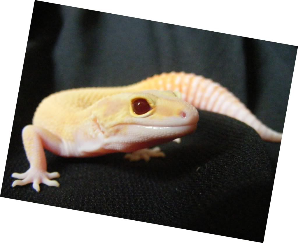 Geckos7-17-08070.jpg