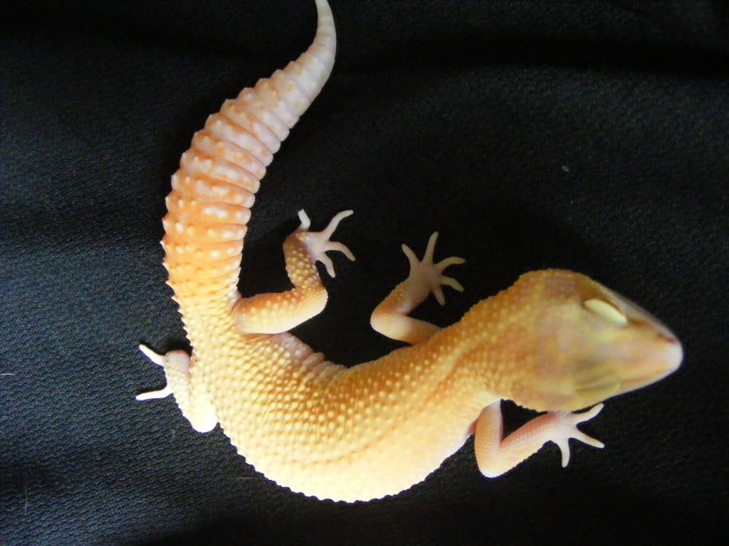 Geckos7-17-08071.jpg