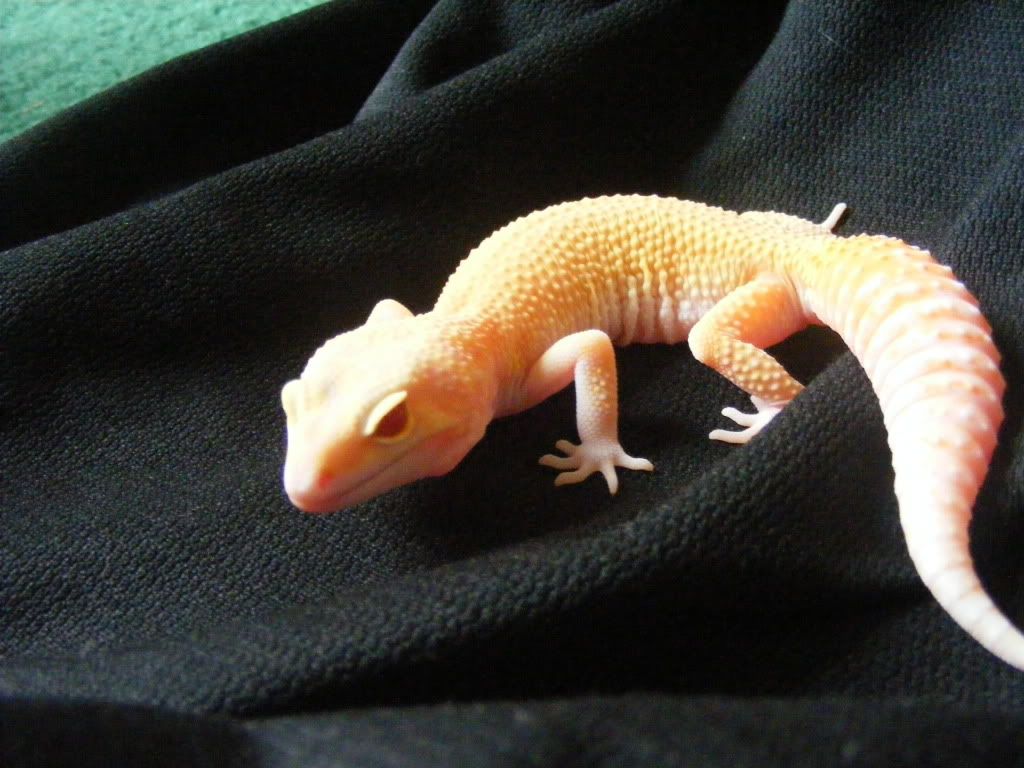 Geckos7-17-08073.jpg