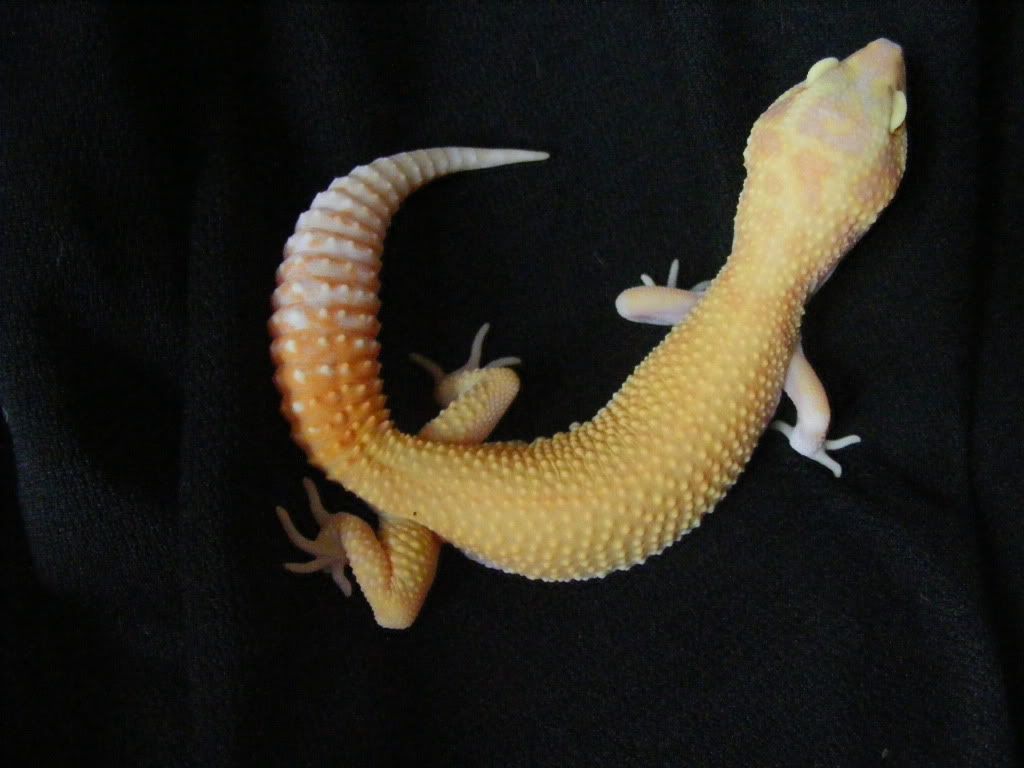 Geckos7-17-08074.jpg