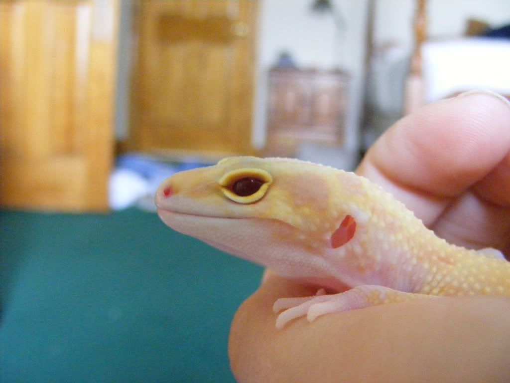Geckos7-17-08077.jpg