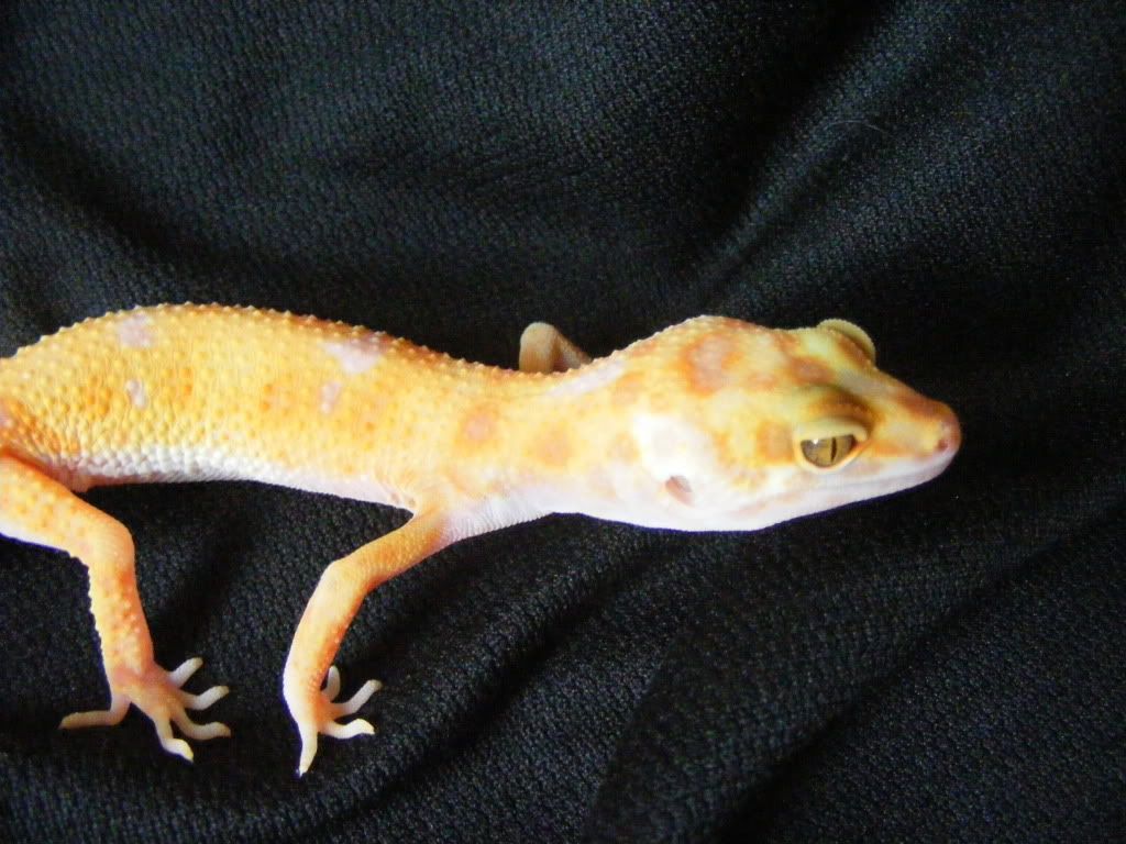 Geckos7-17-08087.jpg