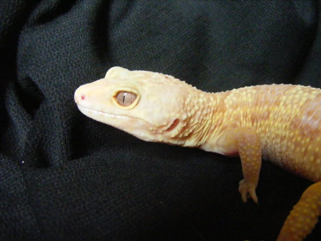 Geckos7-17-08099.jpg