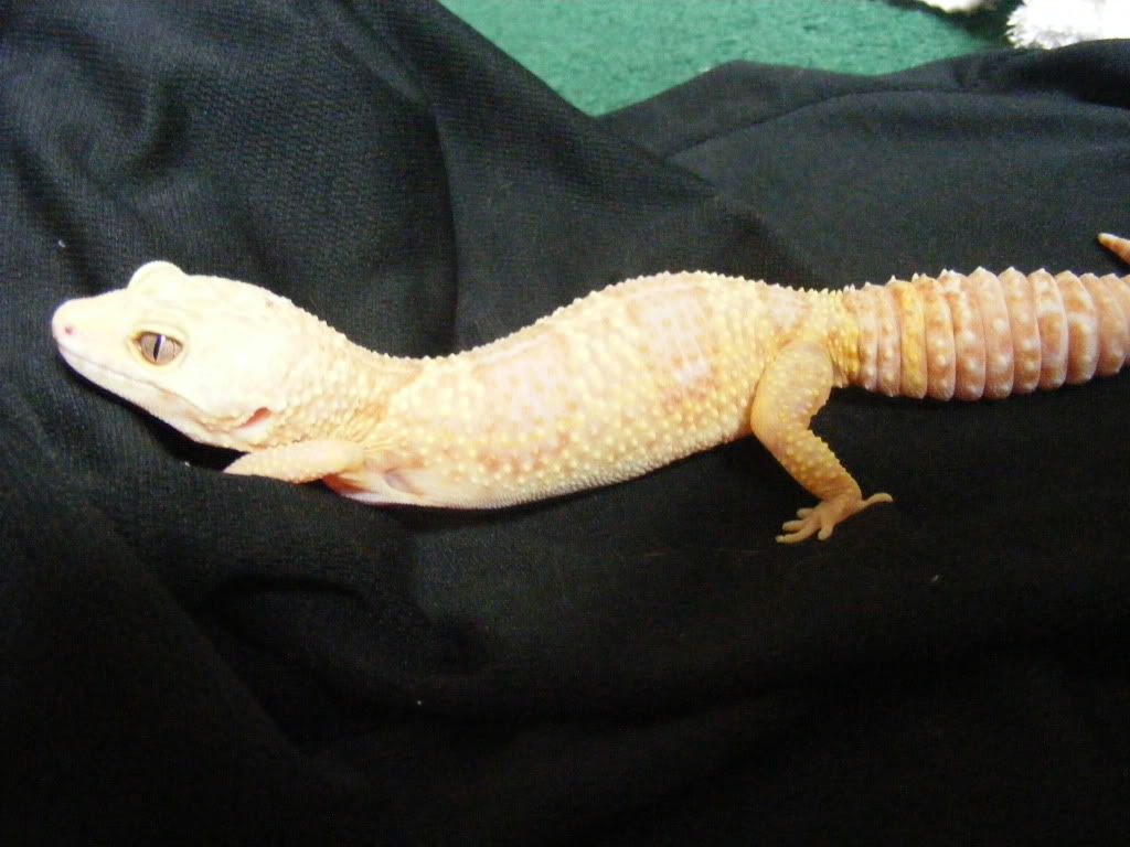 Geckos7-17-08101.jpg