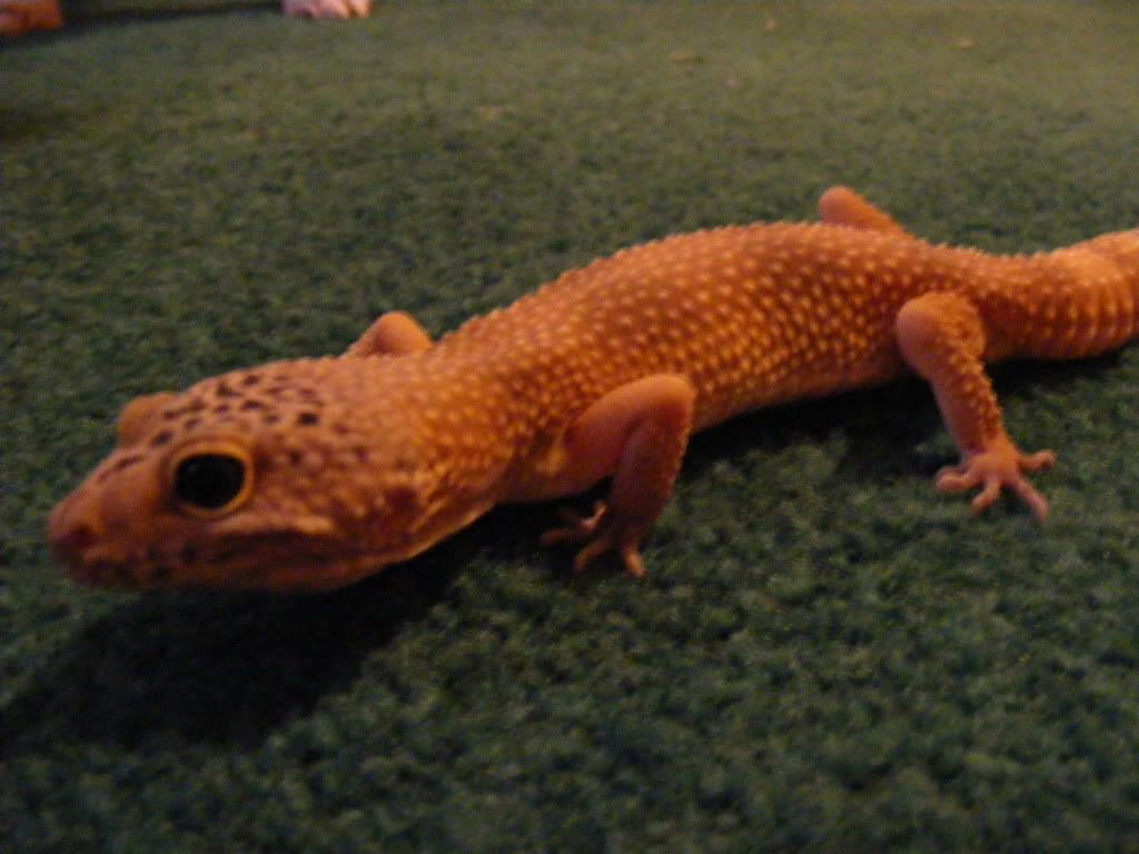 Geckos7-22-08002.jpg