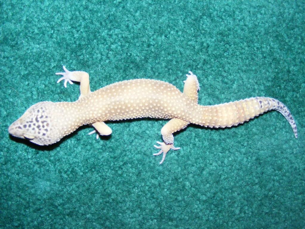 Geckos7-22-08003.jpg