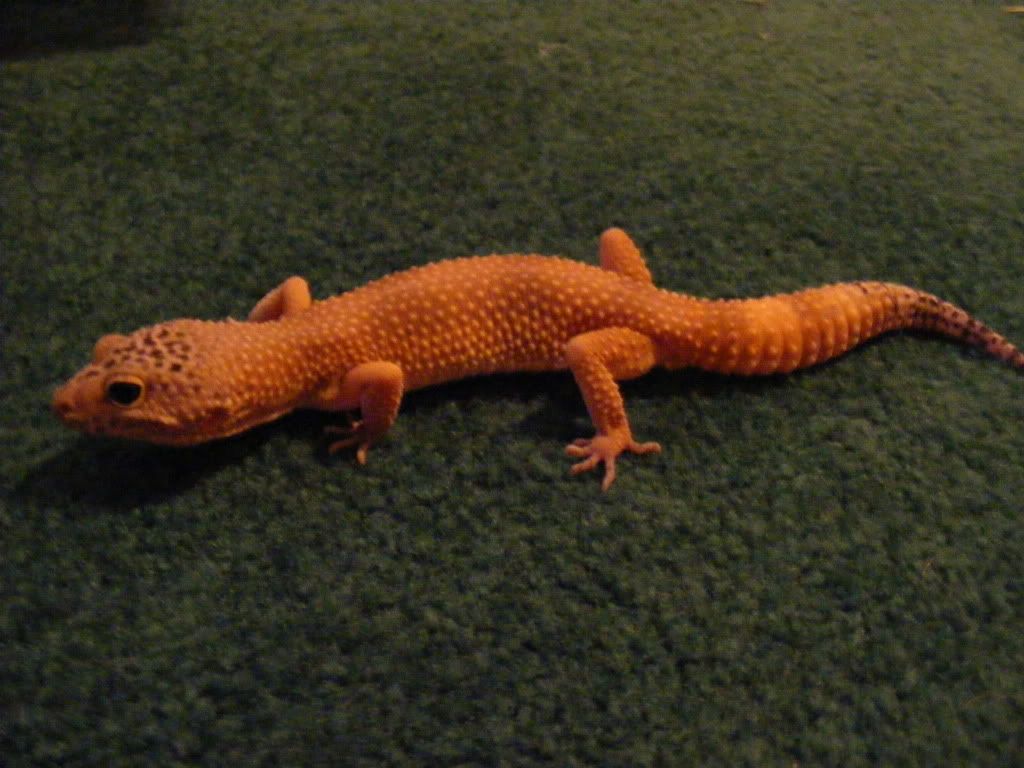 Geckos7-22-08004.jpg