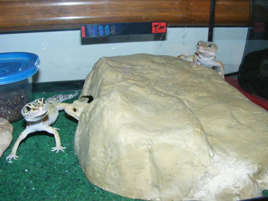 Geckos7-22-08006.jpg