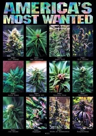 Poker Pictures - Quotes weed