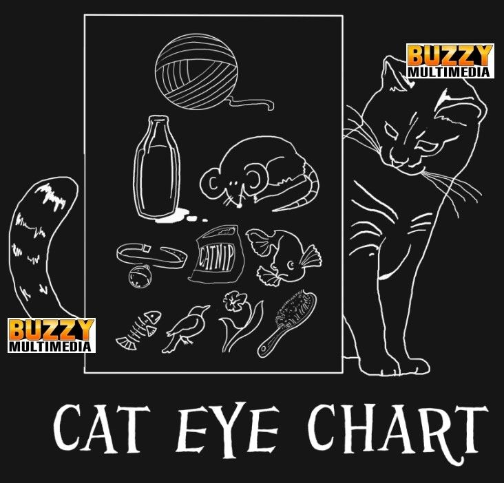Cat Shirt Cat Eye Chart Cat Gifts Cute Cats Cat in Lap Feline Friends
