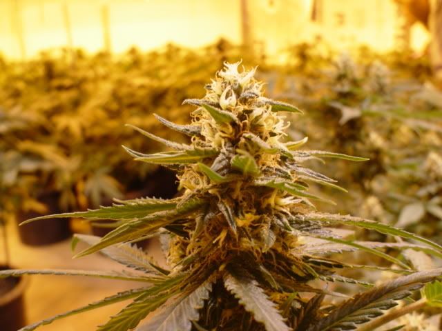 strawberrycough.jpg