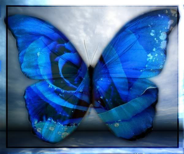 blue rose wallpaper. RoseButterfly.jpg Blue Rose