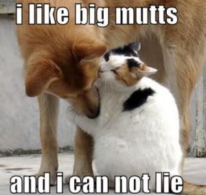 funny-pictures-cat-dog-love-mixalot.jpg picture by rocker1058