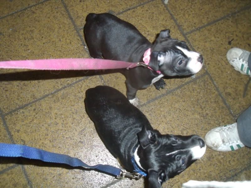 Prince and Mia Pups First walk