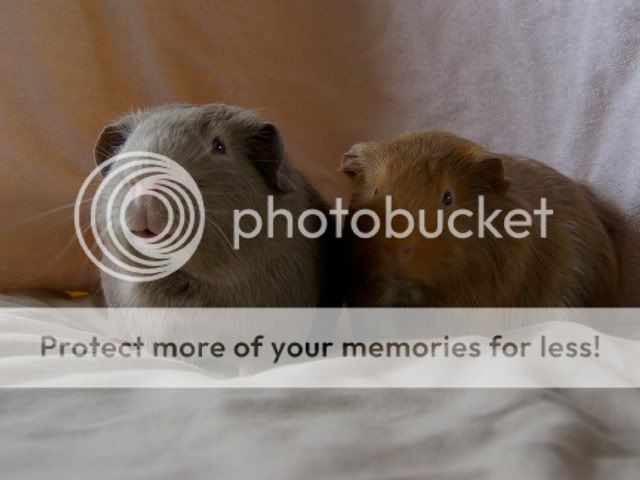 guineapigsmayphotoshoot002.jpg