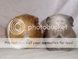 guineapigsmayphotoshoot014.jpg