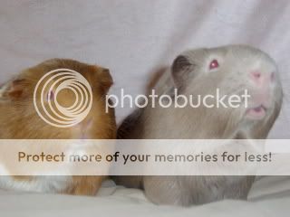 guineapigsmayphotoshoot015.jpg