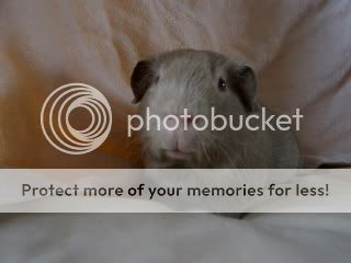 guineapigsmayphotoshoot019.jpg