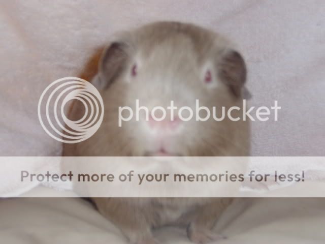 guineapigsmayphotoshoot020.jpg