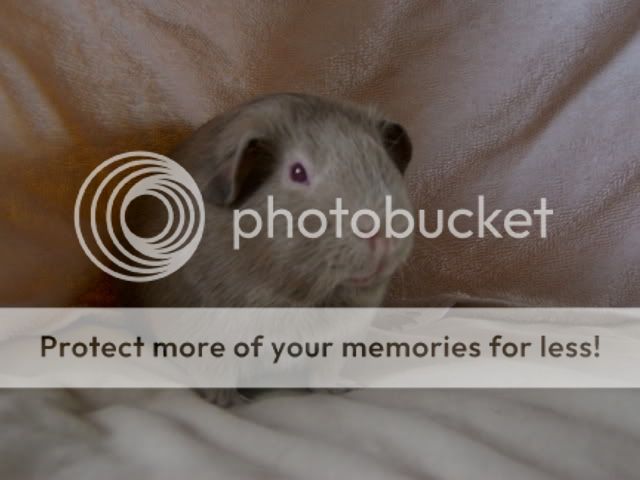 guineapigsmayphotoshoot021.jpg