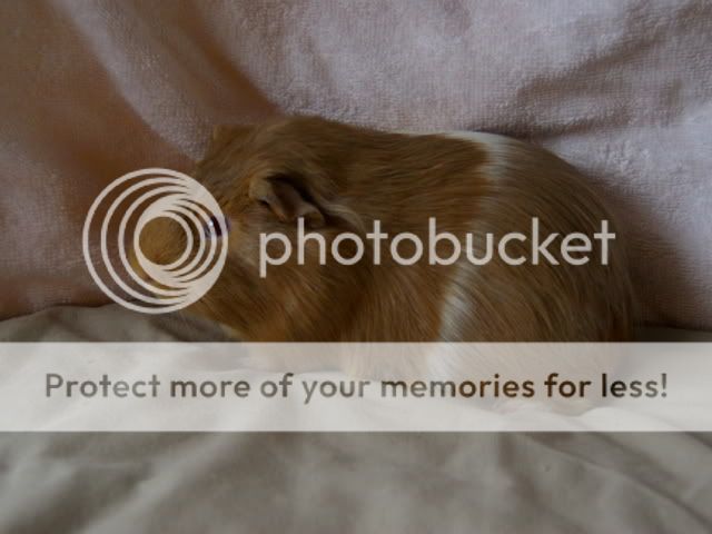 guineapigsmayphotoshoot022.jpg