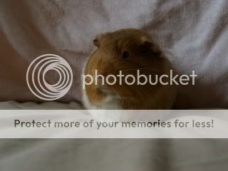 guineapigsmayphotoshoot025.jpg