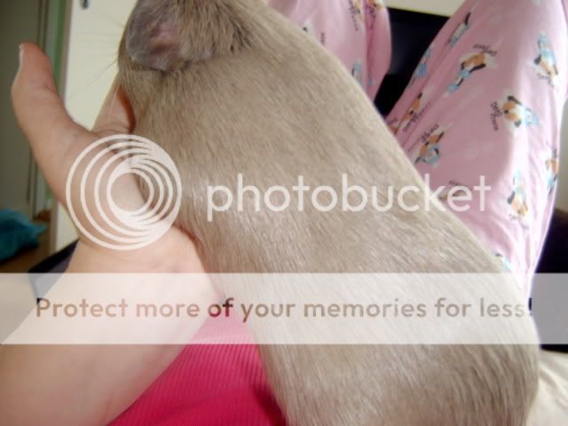 guineapigsmayphotoshoot029.jpg