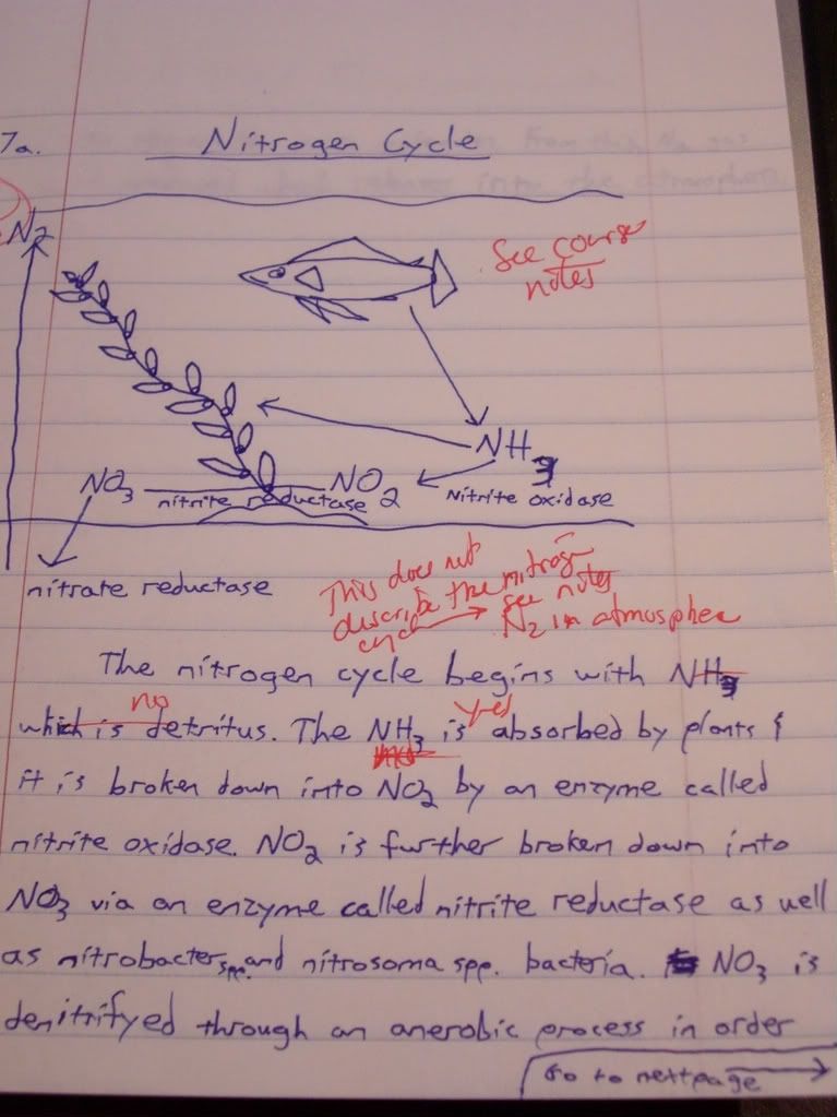 Nitrogen cycle essay questions