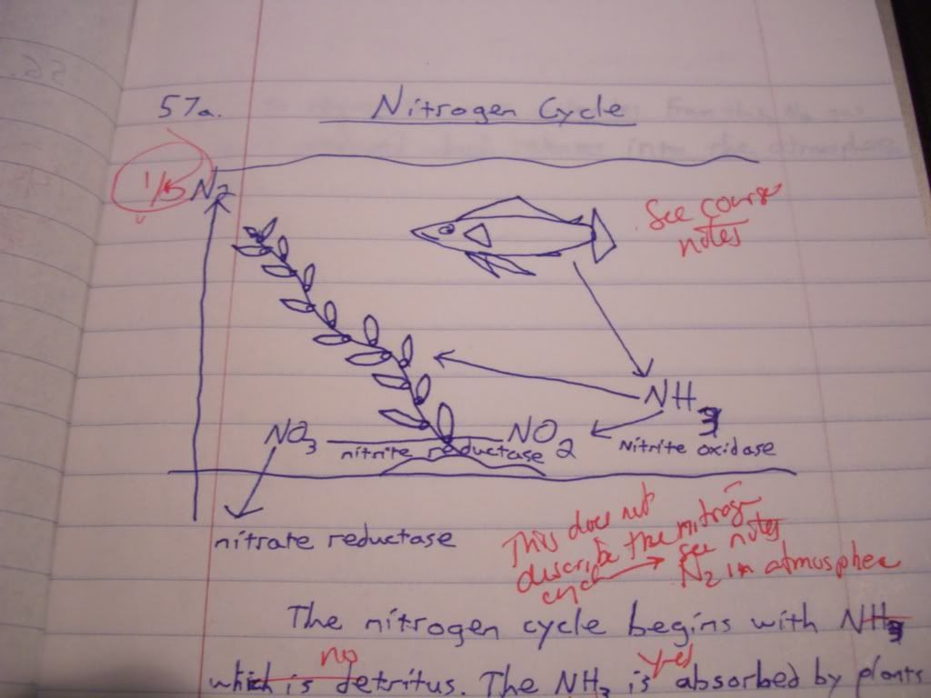 Nitrogen cycle essay questions